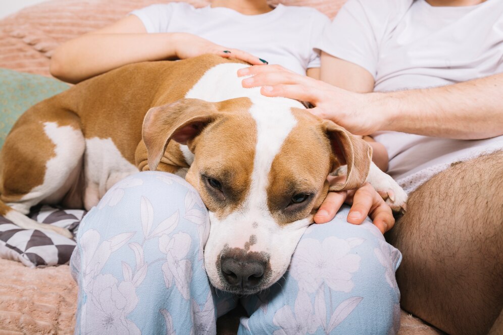 Animal Bedding Set for Adults Combines Comfort and Fashion