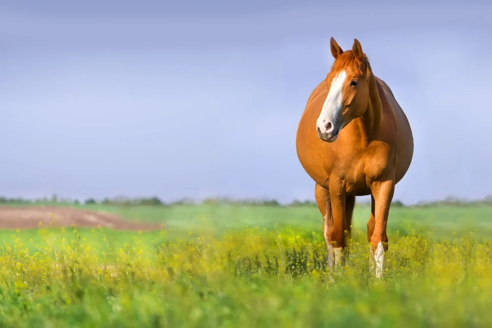 Learn about black horses and how to care for them effectively