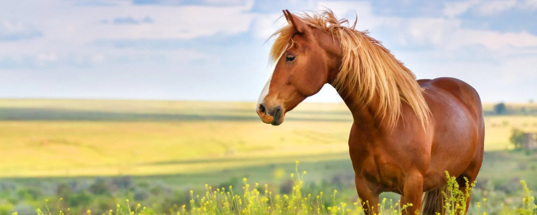 Learn about black horses and how to care for them effectively