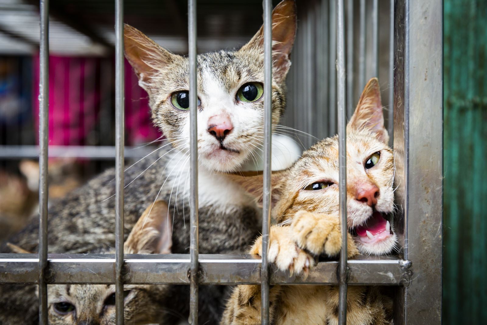 Why Fostering Cats from Rescue Shelters is Gaining Popularity Across the US