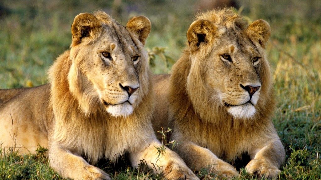 Why are lions chosen as pets by many countries